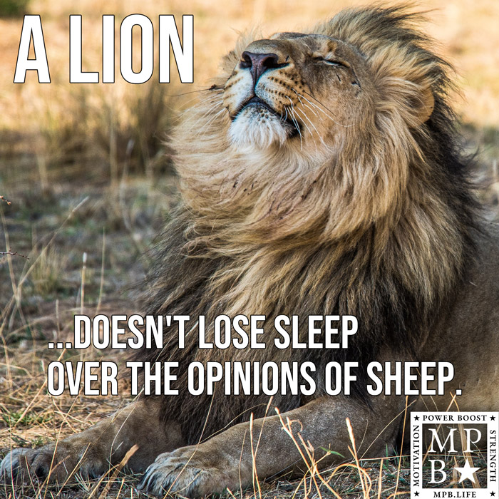 A Lion Doesn't Lose Sleep Over The Opinions Of Sheep