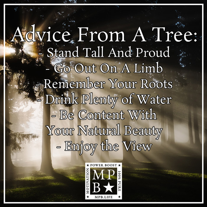 Advice From A Tree